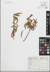 Foto von Salix fragilis L.